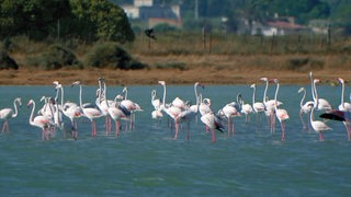 Flamingos